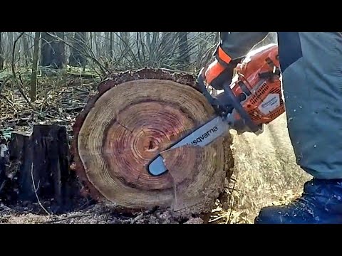 550 XP Mark2 |  cutting redwood tree