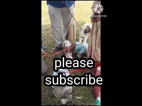 dogs  exhibition 🐕🐕