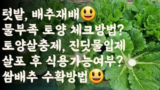 배추, 물부족 토양 쳬크방법 / 토양살충제, 진딧물입제 살포 후 식용가능 여부? / 쌈배추 수확방법 및 주의…