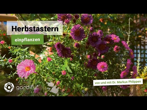 All about autumn asters: How to plant smooth-leaved, cushion and rough-leaved asters correctly.