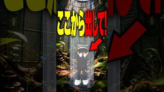 【地獄の虫かご】絶対に間違えるな！虫クイズのまさかの結末… #roblox #ロブロックス #マイクラ  #shorts