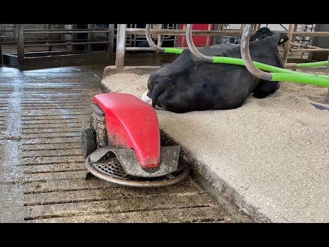 Lely Discovery 90 Customer Testimonial