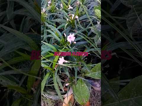 flowers🌸🌺🌻🌹🌷🌼💐#nature #shorts #naturelovers @naturewithnasrin