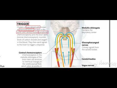 Thoracic cage