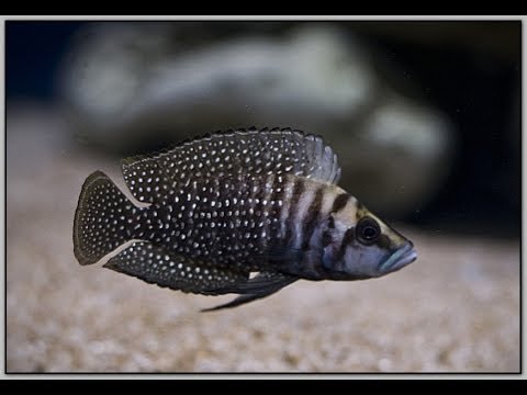 Watch Video on YouTube