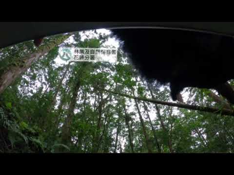 卓溪黑熊 Da qu-ali傷癒 重返山林族人祈福送行