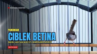 Download lagu Suara Ciblek Betina Gacor Memanggil Jantan, Ampuh Mengatasi CIBLEK MACET Maupun Ciblek Bahan mp3