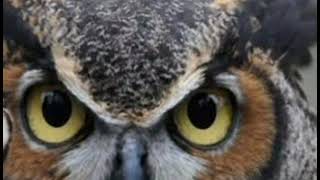 Download lagu Suara pikat burung hantu/buek/celepuk ampuh terbaru akhir tahun 2025 mp3