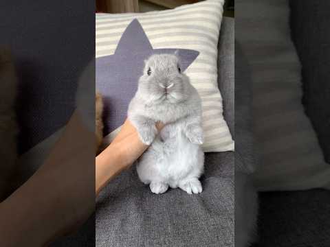 CUTEST SNIFFER IN TOWN #mybunny #pet #bunny #mycuterabbit #petrabbit #cute #rabbit #pets #smallpet