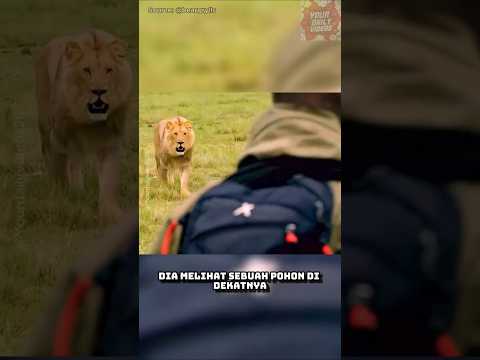 Pria Ini Berhasil Menjebak Singa! #shorts #faktaunik