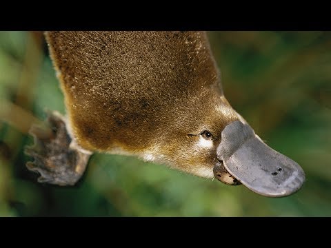 Dziobak - najdziwniejszy ssak jaki żyje obecnie na Ziemi