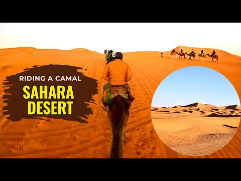 Sahara Desert Camel Trek – Erg Chebbi Dunes & Berber Camp Adventure! 🐪🌅