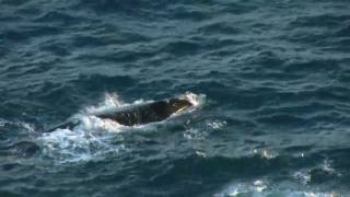 preview picture of video 'Whale Watching - Encounter Bay - Southern Right Whales - South of the Bluff 2011_0825'