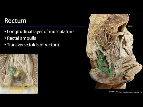Rectum and Anal Canal M1 Perineum SDV