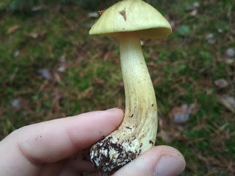 2020 Zielonki/Prośnianki (Gąska zielonka)