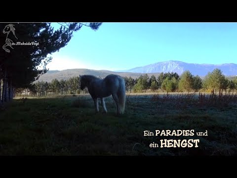 Arriving in paradise and a stallion