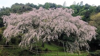 天神山しだれ桜祭り2023
