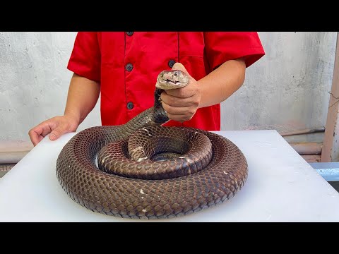 king cobra cooked in grease // gun chef