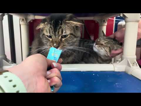 Meet Miss Keisha  a Domestic Shorthair currently available for adoption! 9/26/2023 4:12:37 PM