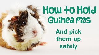 How to HOLD a GUINEA PIG | How to PICK UP a Guinea Pig | HANDLING Guinea Pigs