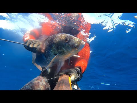 Pescasub: Dentice invernale in caduta del 05 Gennaio 2023