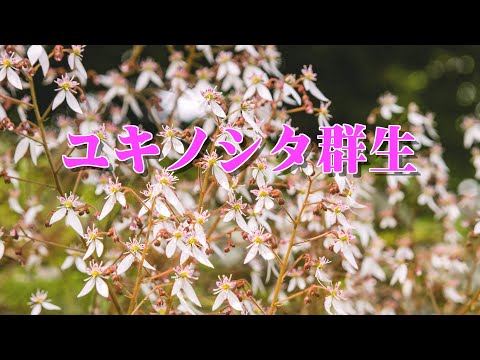 園芸 ユキノシタ、ユキノシタアイズーン、ユキノシタ、ユキノシタ