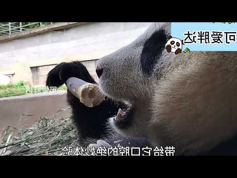 What's It Like to Be a Panda Keeper? A Unique Perspective on Pandas! 🐼