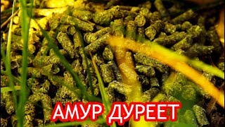Лучшая приманка для амура своими руками