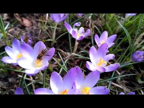 Pszczoły na krokusach 2