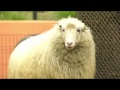 Shetland Sheep Meet Felicia