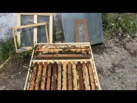 3. Apicultura practica - Matca din roinita preia comanda familiei principale 3/3