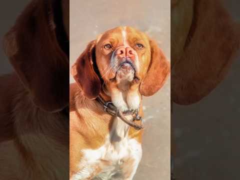 Dogs with a Broken Nose - Pachón Navarro