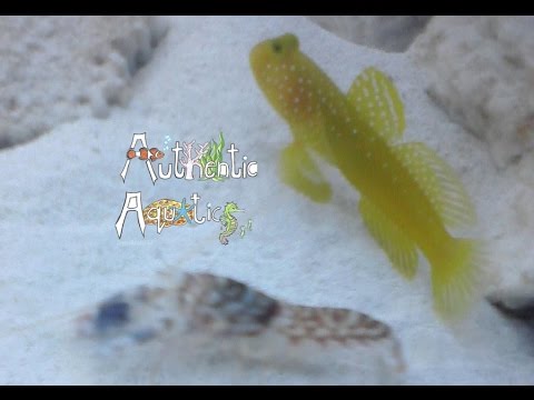 How to Keep Pistol Shrimp and Shrimp Gobies