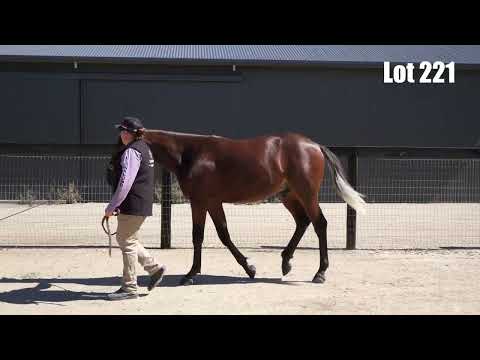 Lot 221: Century Farroh / Ideal Energy colt  Llowalong Farms, Nutrien, Melbourne, April 13, 2025