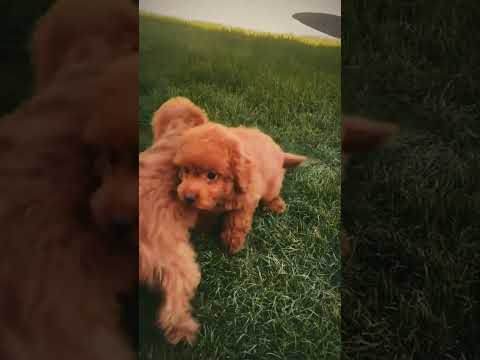 Labradoodle puppy for sale