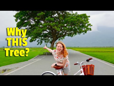 Stories Behind Chishang's Famous Cycling Paths