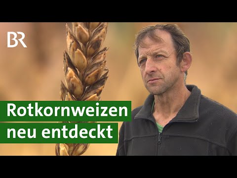 Alte Getreidesorte: Ernte von Urgetreide Rotkornweizen | Weizen | Getreideernte | Unser Land | BR