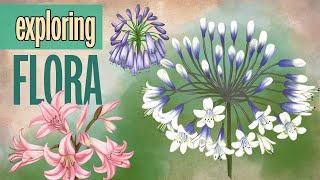 What I Learned Drawing Amaryllis and Agapanthus Flowers