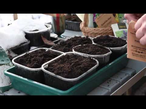 Vinterså dina grönsaker - ett smart sätt att förkultivera