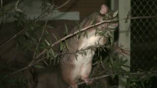 preview picture of video 'Ringtail Possum feeding at Lane Cove River Tourist Park, Sydney Australia, Lane Cove National Park'