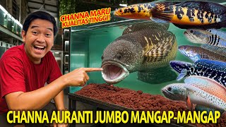 Download lagu CHANNA AURANTI JUMBO MANGAP-MANGAP! KOLEKSI CHANNA MEWAH HASIL PROGRESAN DI GALON! mp3