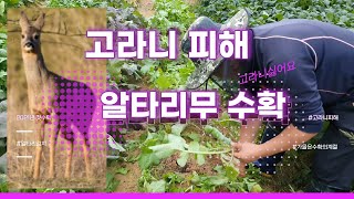 고라니피해 | 알타리무수확 | 수확의계절