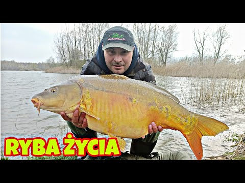 Wielki Karp na metodę . Ryba Życia  The best fish of my life