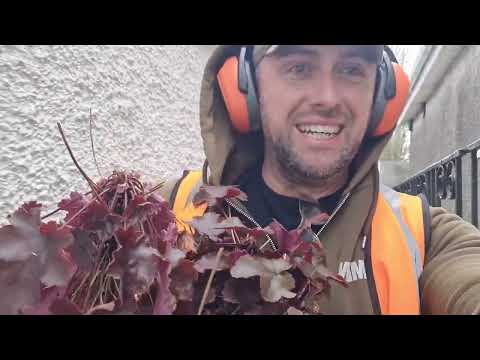 CLEARING A WILD BANK AND REMOVING PHORMIUMS ( THE MR. TIDY WAY)