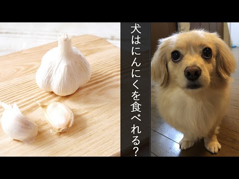 犬はニンニクを食べても大丈夫ですか?