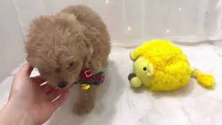 ハーフ犬の動画01