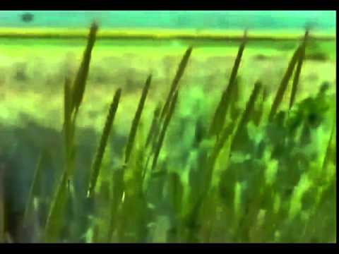 Mittendrin 31 auf dem Fischmarkt - Umweltmagazin mit Peter Lustig