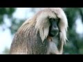 Immediate Music ~ Prelude of Paradise