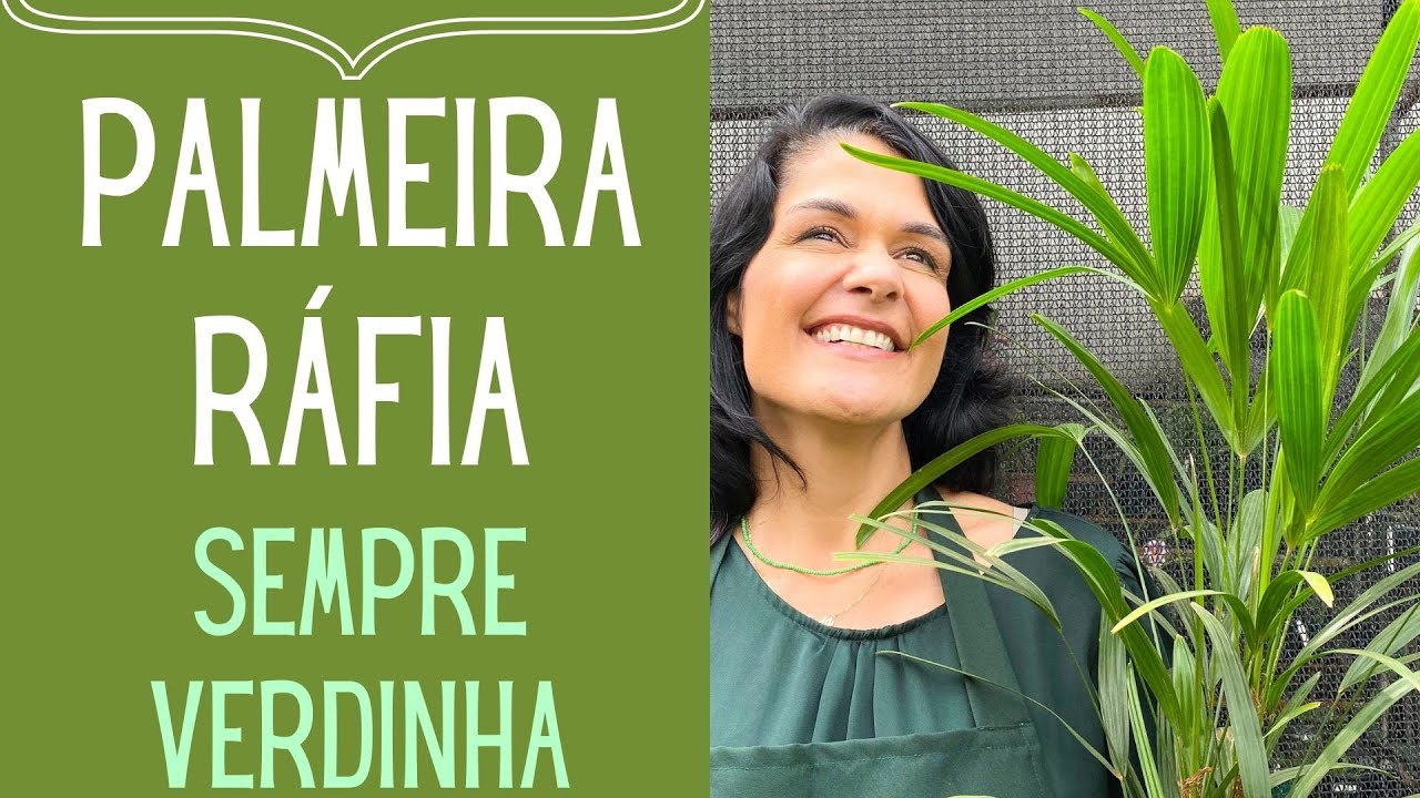 PLANTAS VERDES: Como cuidar da Palmeira Ráfia e, porquê as folhas ficam com as pontas secas