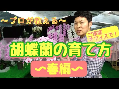  5 つの簡単なステップで蘭を正しく世話するにはどうすればよいですか?  庭園